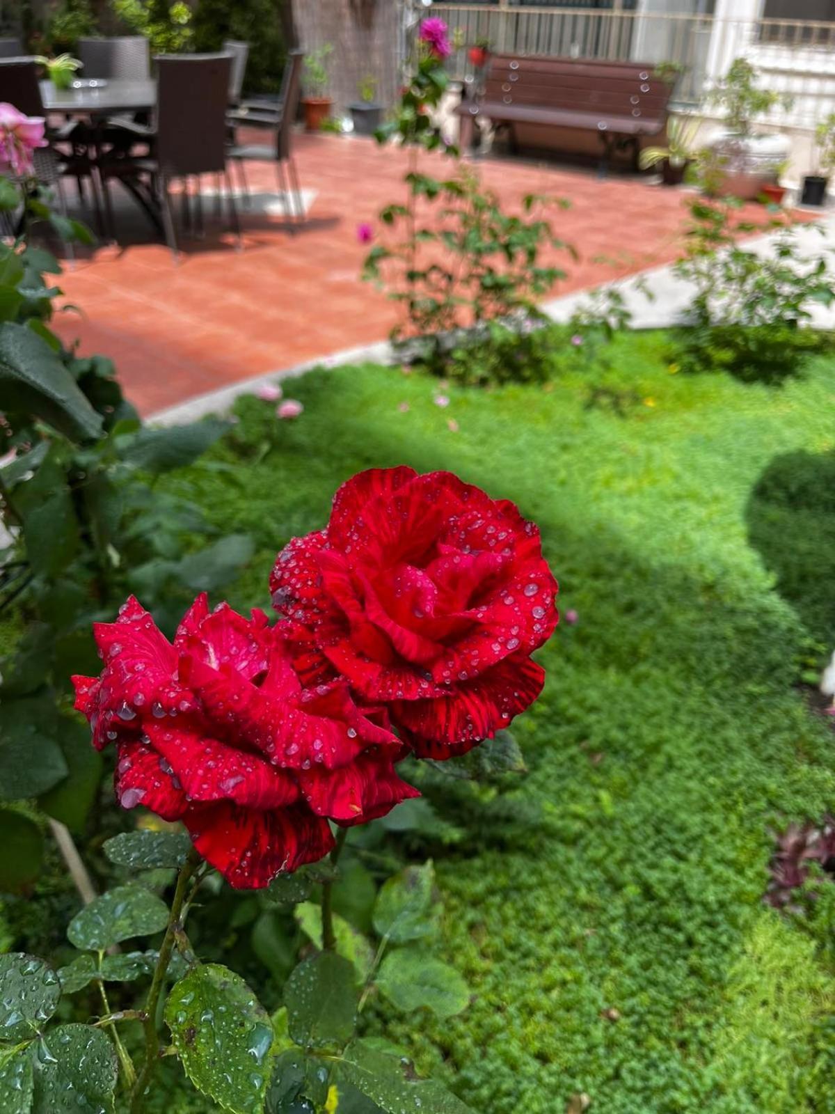 Rose Garden Omax Apartments Sunny Beach Exterior photo