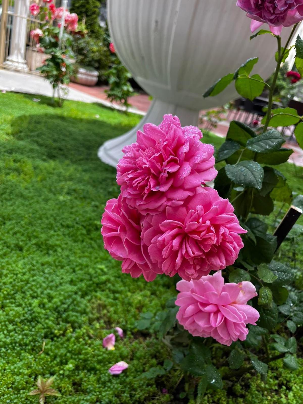 Rose Garden Omax Apartments Sunny Beach Exterior photo