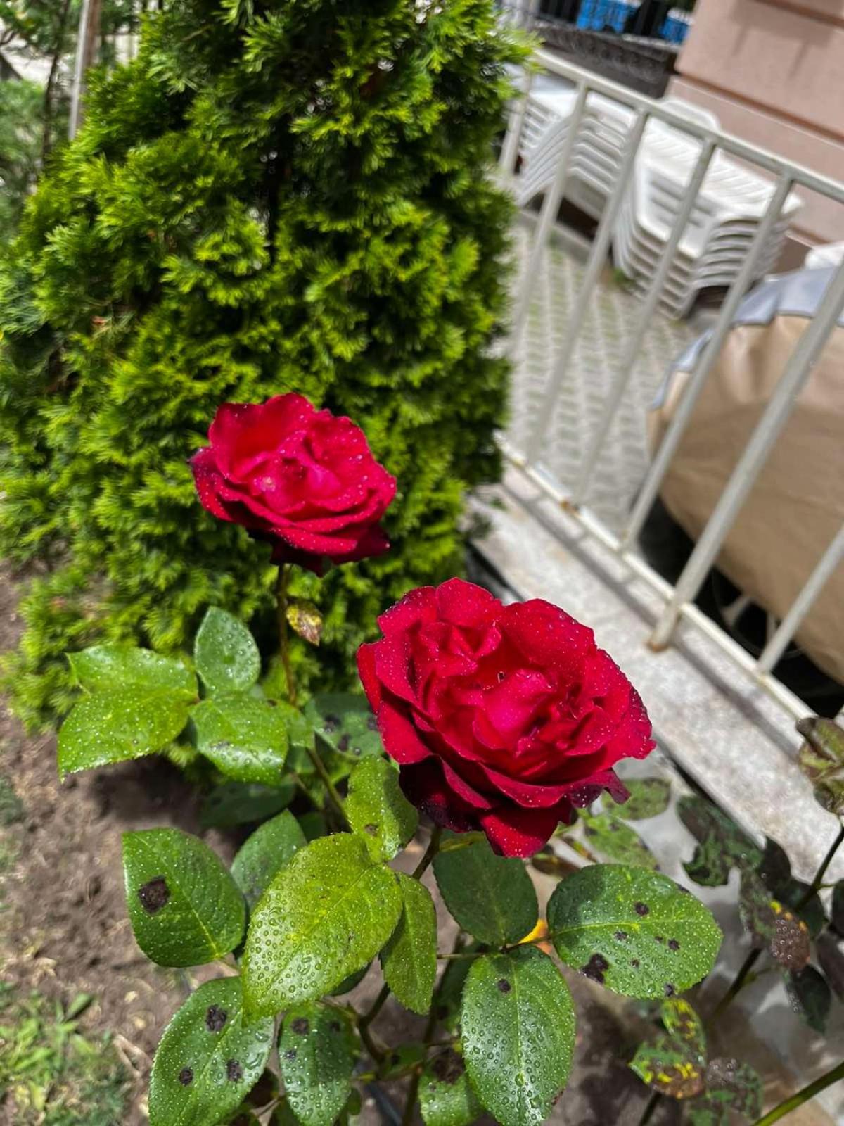 Rose Garden Omax Apartments Sunny Beach Exterior photo